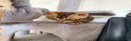 Bengal cats for sale: Stunning Bengal Kittens – Home Raised & Beautiful - Advert 7