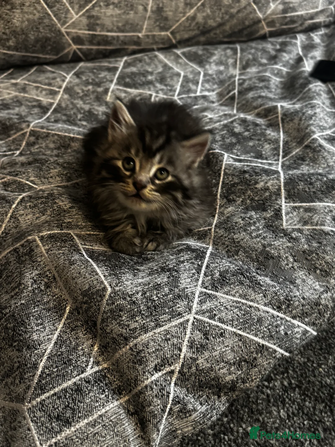 British Longhair cats for sale: Kittens - Advert 12