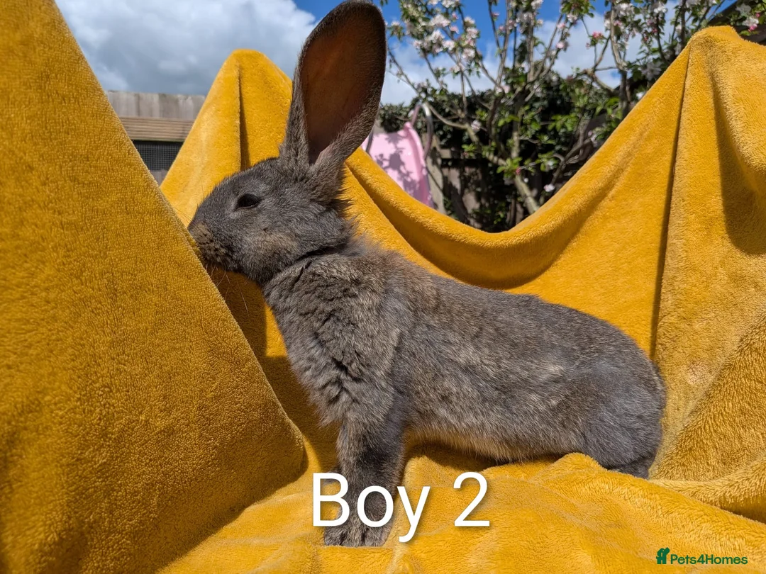 Continental Giant rabbits for sale: Continental giants - Advert 1