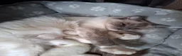 Ragdoll cats for sale: Beautiful Ragdoll kittens - Advert 16