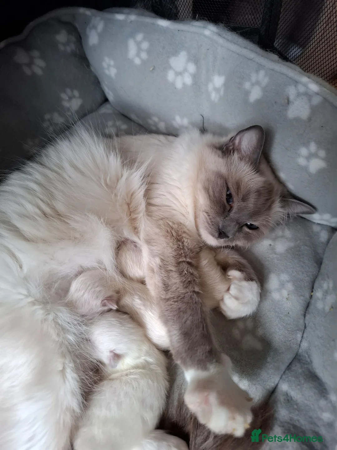 Ragdoll cats for sale: Beautiful Ragdoll kittens - Advert 16