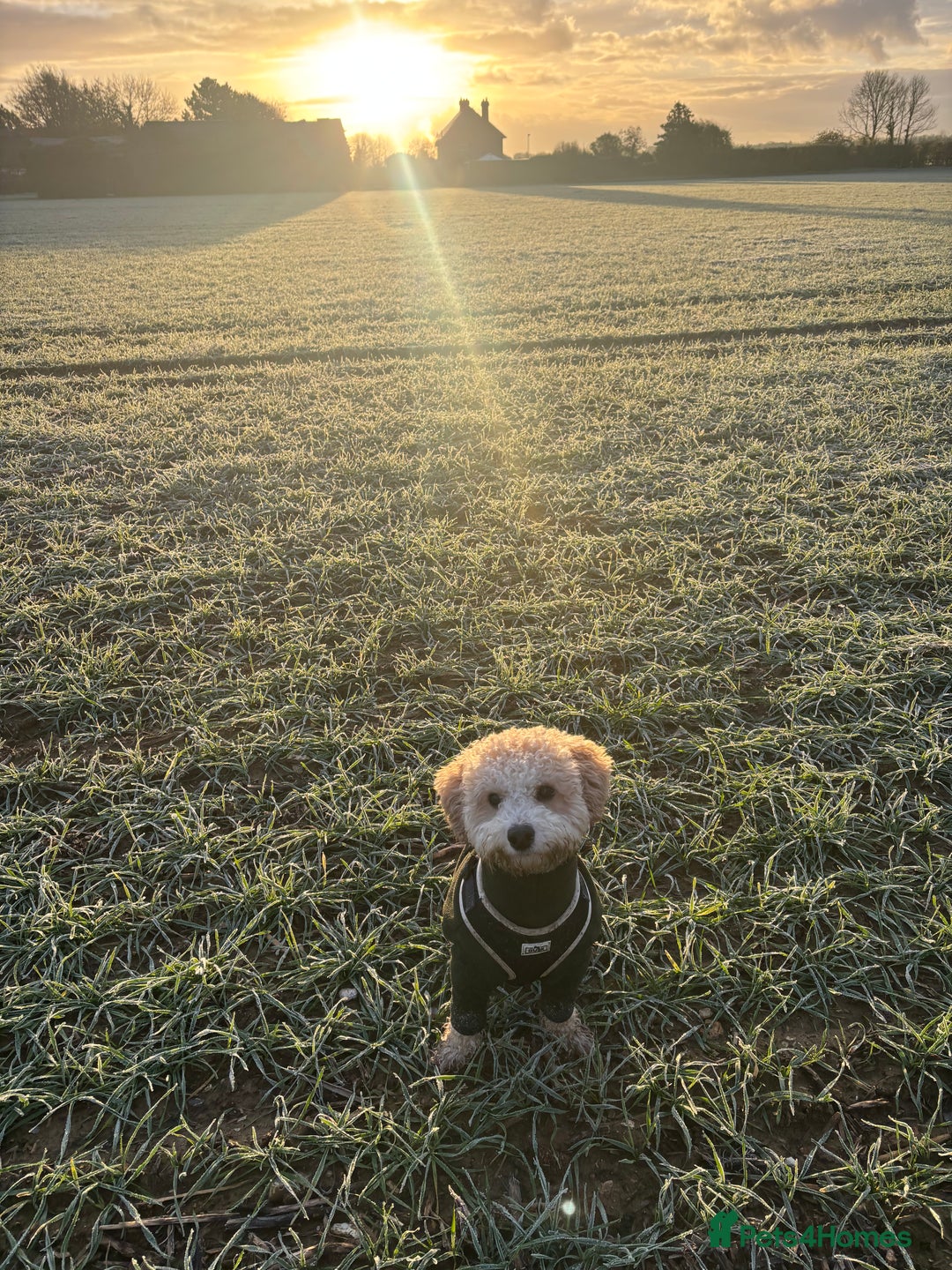 Poochon dogs for stud: Gorgeous Poochon Stud  - Advert 6