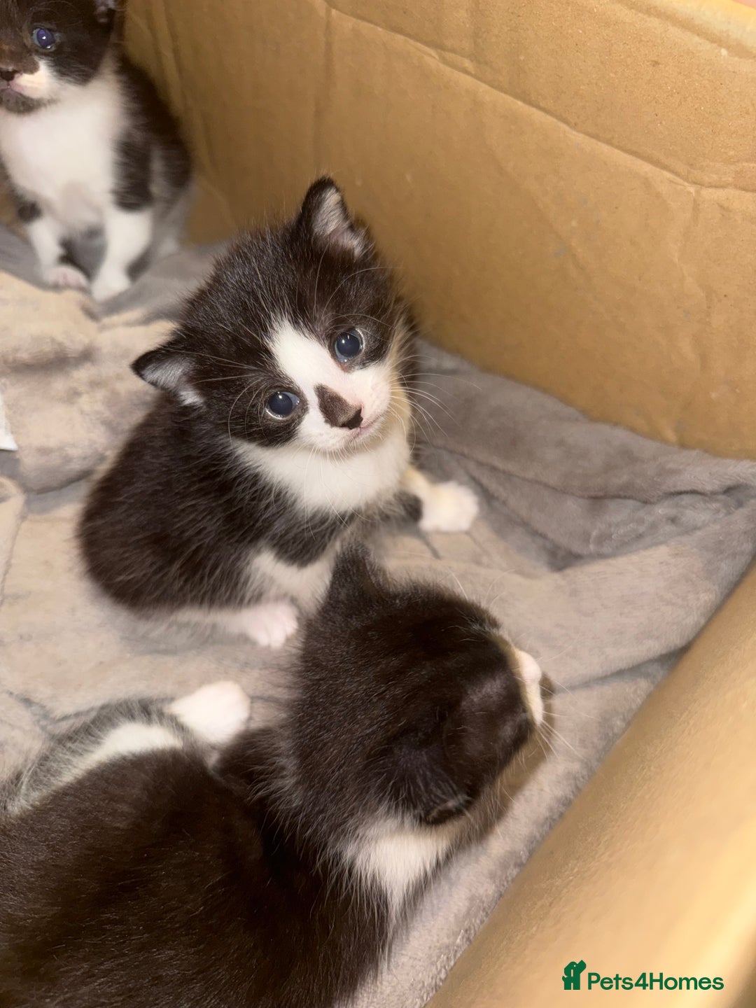 Chartreux cats for sale: 3 kittens for new homes - Image 3
