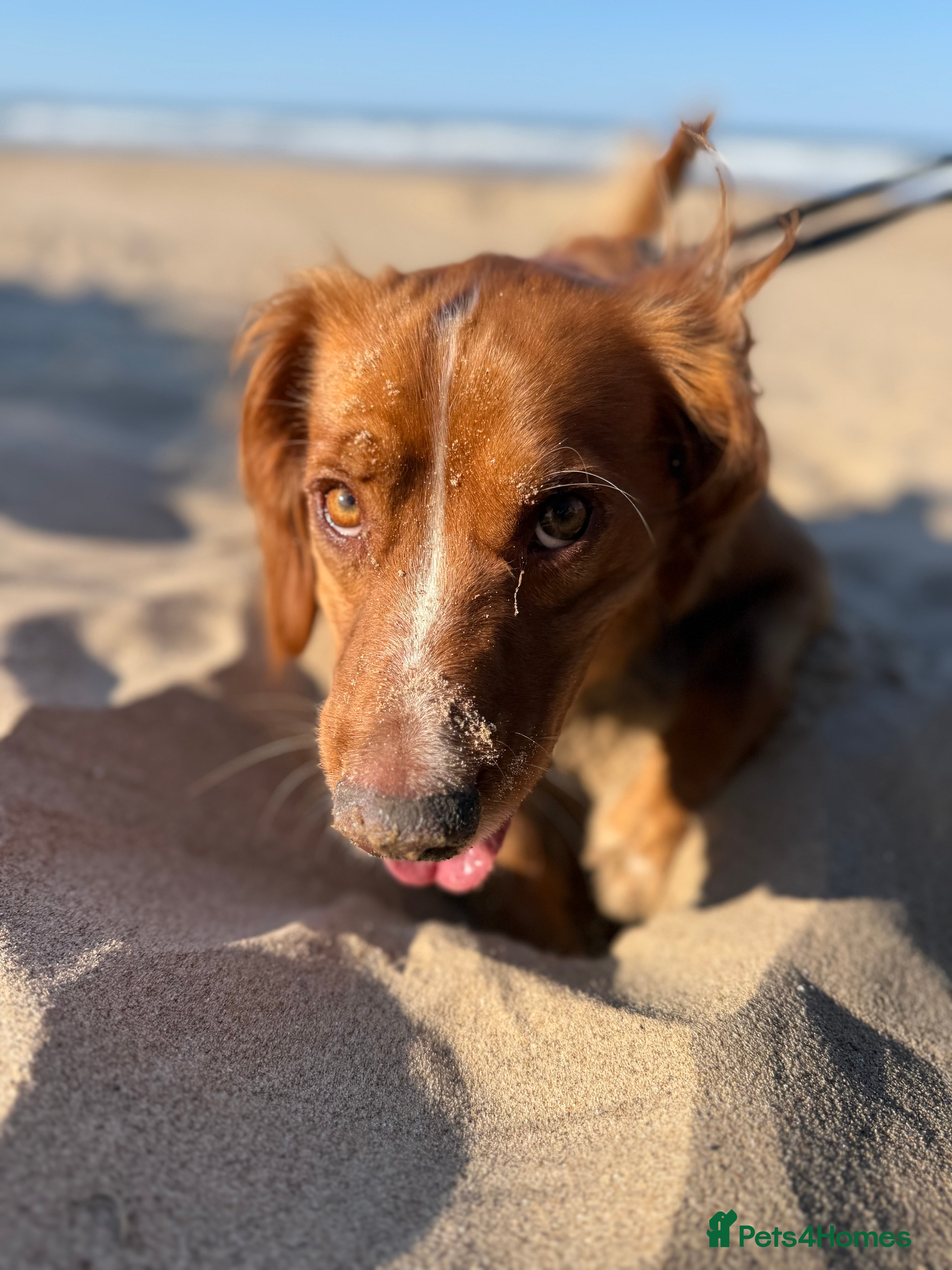 Cocker Spaniel dogs Looking for my forever home  - Advert 1