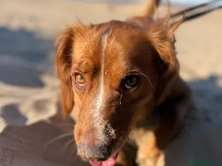 Cocker Spaniel dogs Looking for my forever home - Advert 7