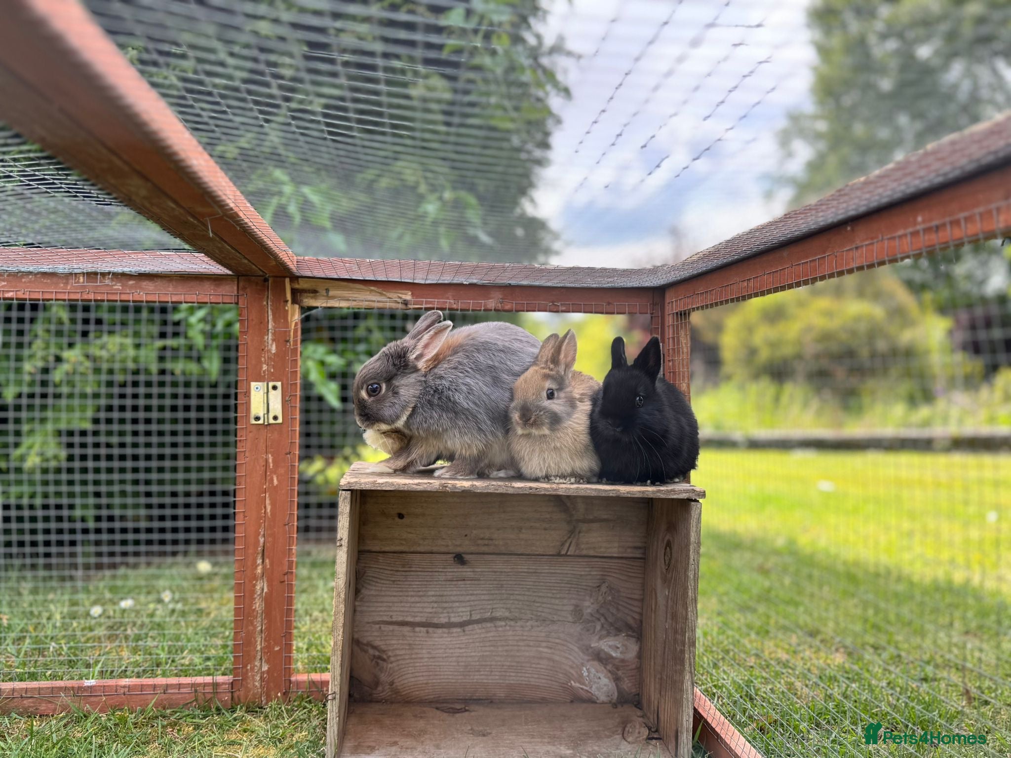Netherland Dwarf rabbits Male & female Purebred Netherland dwarf rabbits  - Advert 18