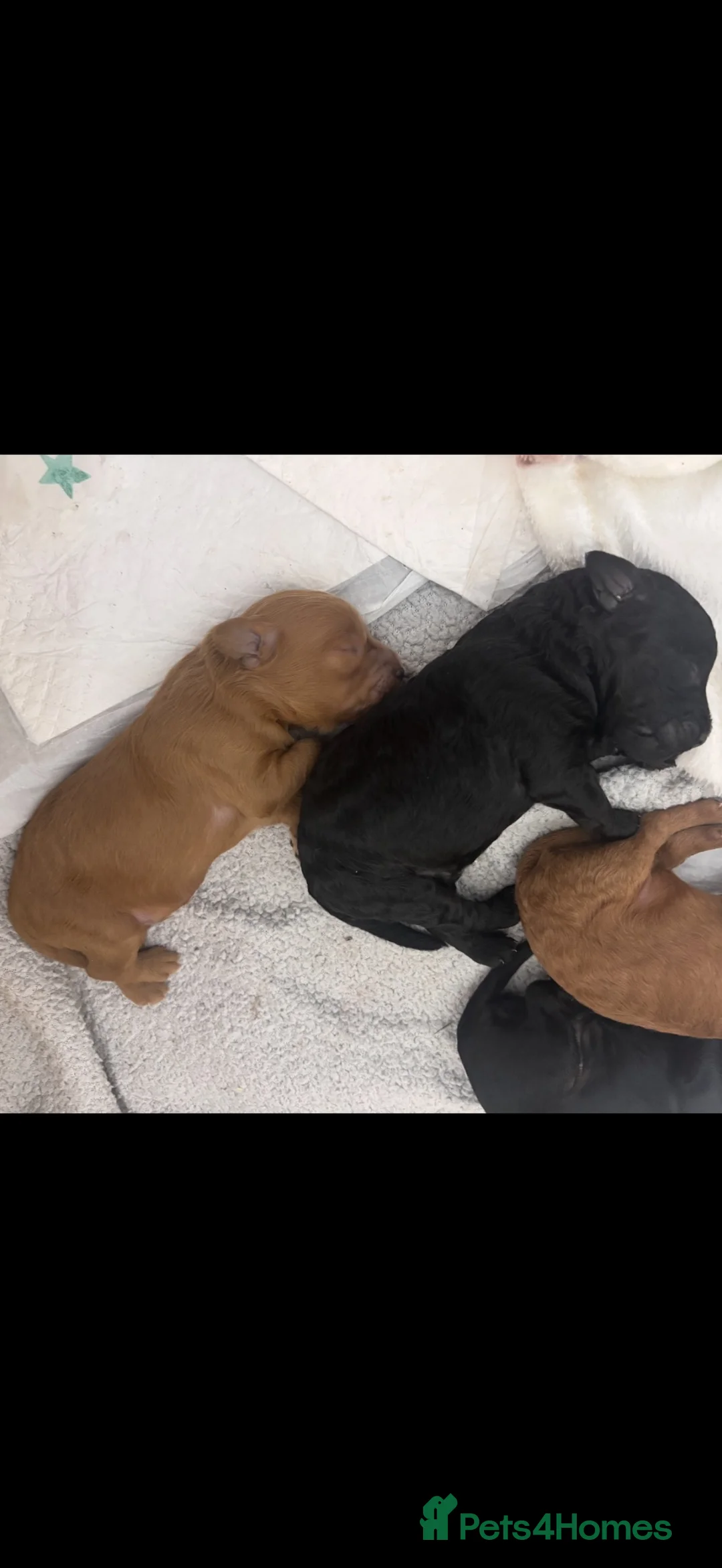 Cockapoo dogs for sale: 4 beautiful cockapoos  in Wrexham - Advert 14