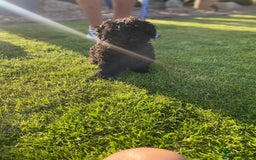 Toy Poodle dogs for sale: KC TINY TOY POODLE BOY ~ FIRTOY BLACK IS BACK - Image 4