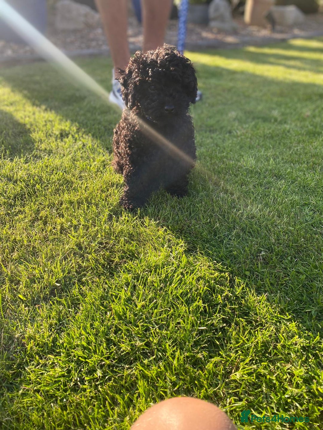 Toy Poodle dogs for sale: KC TINY TOY POODLE BOY ~ FIRTOY BLACK IS BACK - Image 4