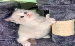 Ragdoll cats for sale: WORLD BEATIFUL RAGDOLL KITTEN/FIFe - Image 24