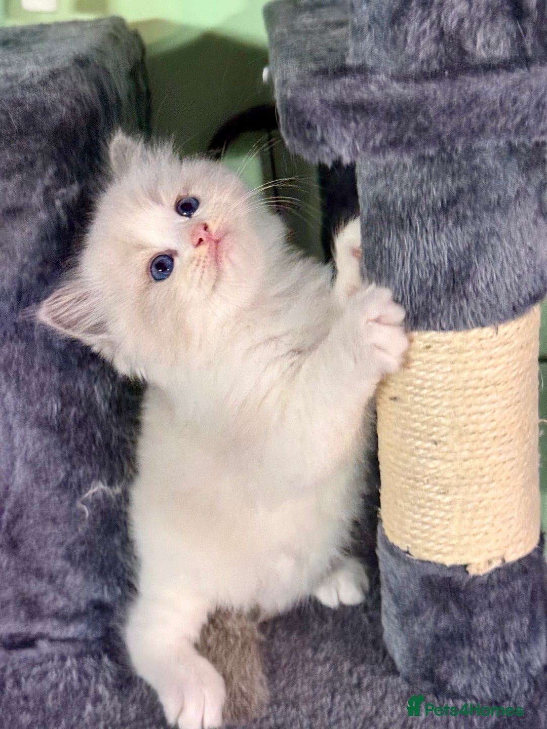 Ragdoll cats for sale: WORLD BEATIFUL RAGDOLL KITTEN/FIFe - Image 24