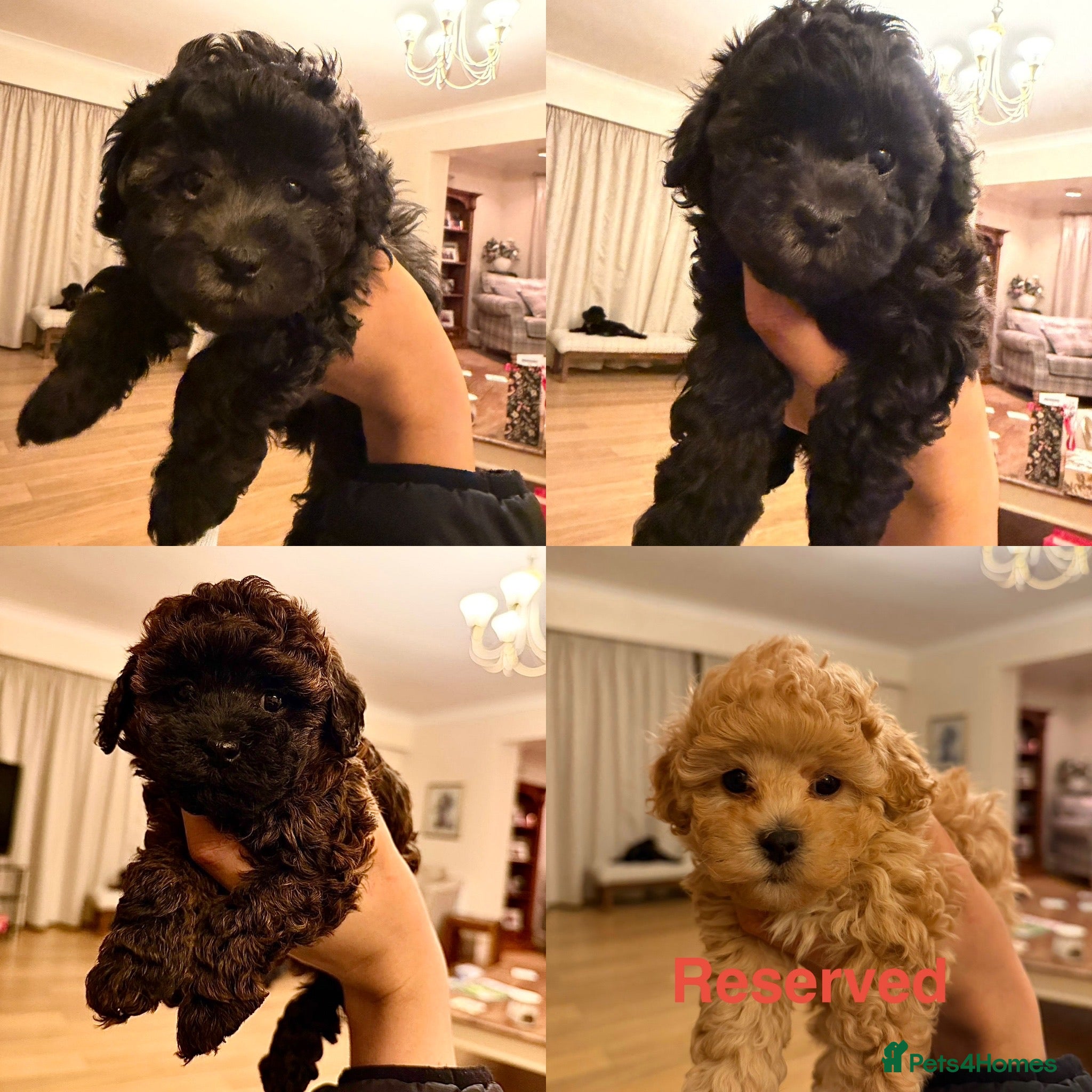 Cavapoochon dogs Gorgeous toy cavapoochons for sale - Advert 4
