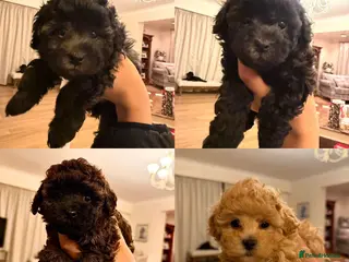 Cavapoochon dogs Gorgeous toy cavapoochons for sale - Advert 4