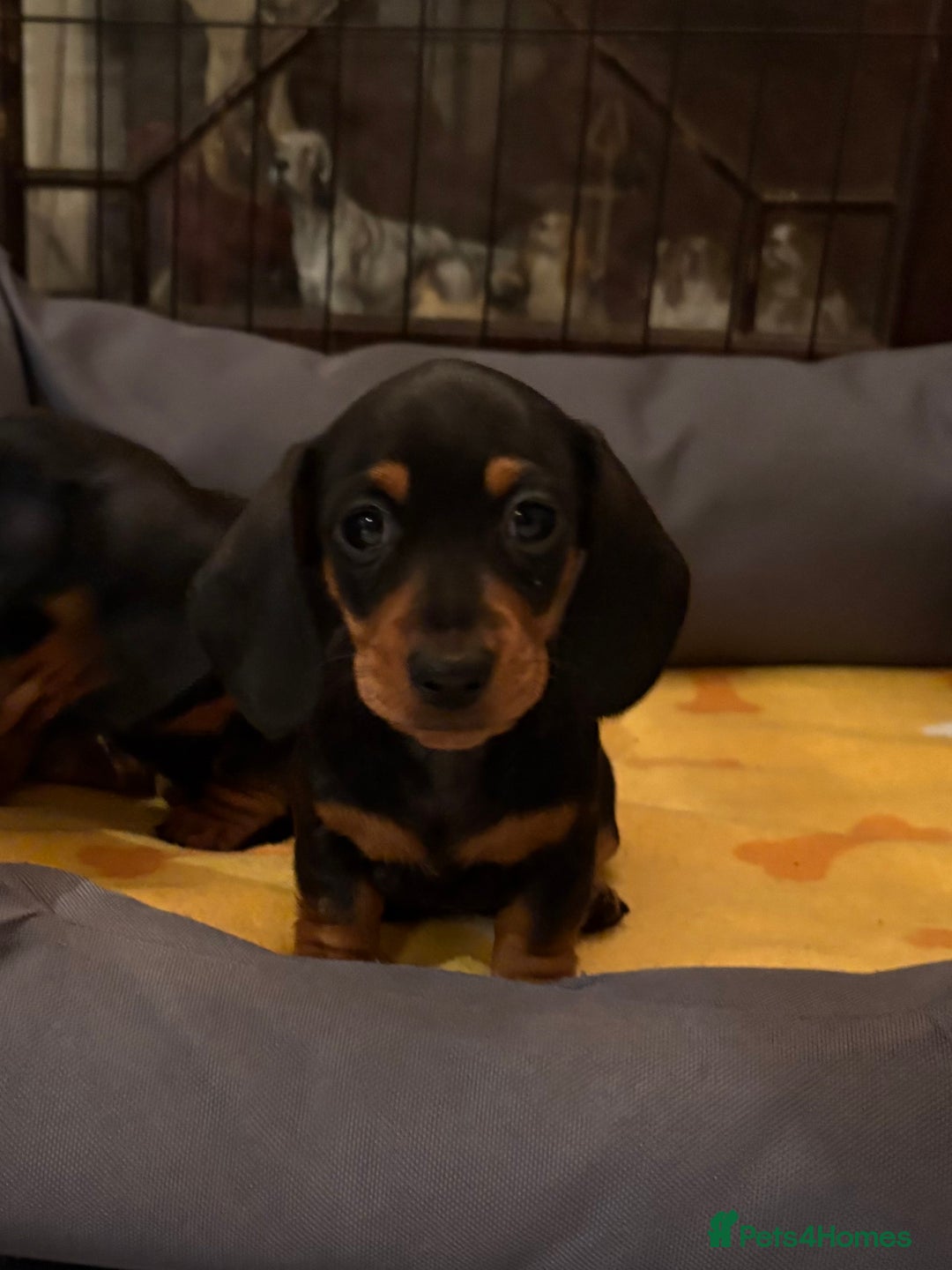 Miniature Dachshund dogs for sale: Vanitonia Miniature Smooth Dachshunds   - Advert 19