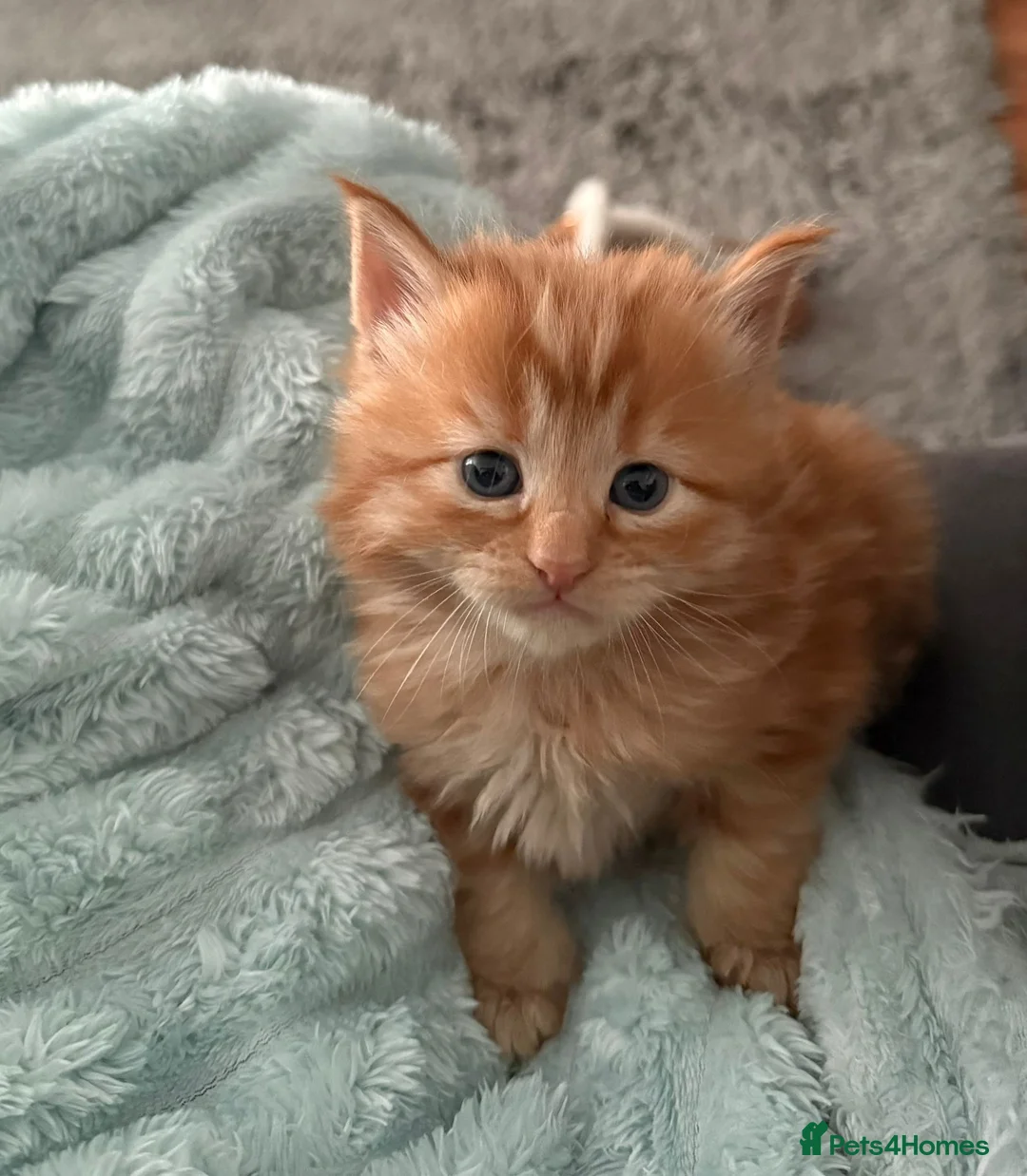 Mixed Breed cats for sale: Mixed Maine Coons - Advert 4