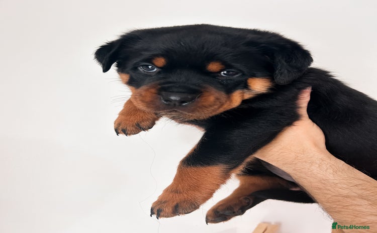 Rottweiler dogs - Advert 1