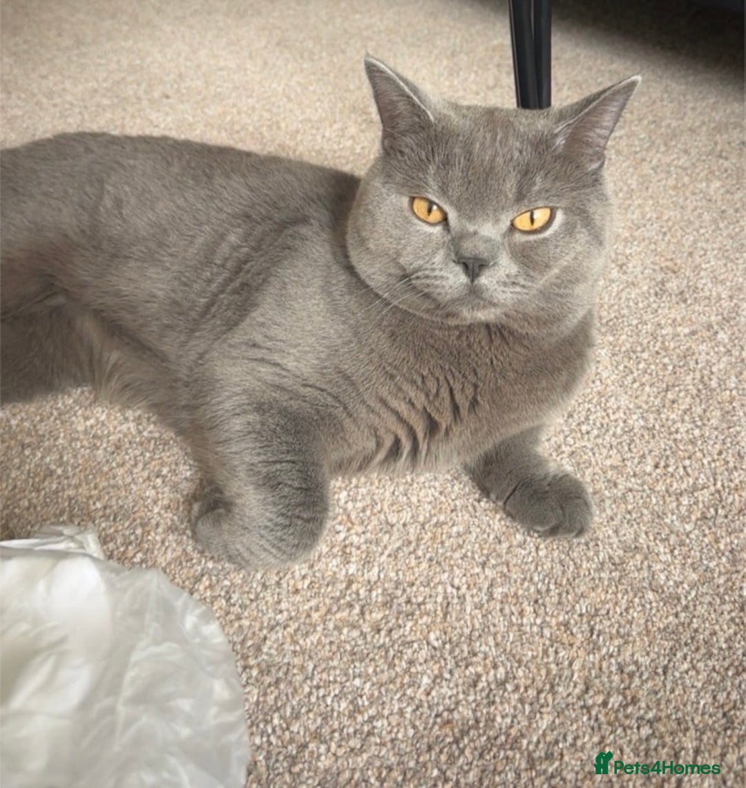 Russian Blue cats for sale: ✨ Russian Blue x British Shorthair Kittens ✨ - Advert 8
