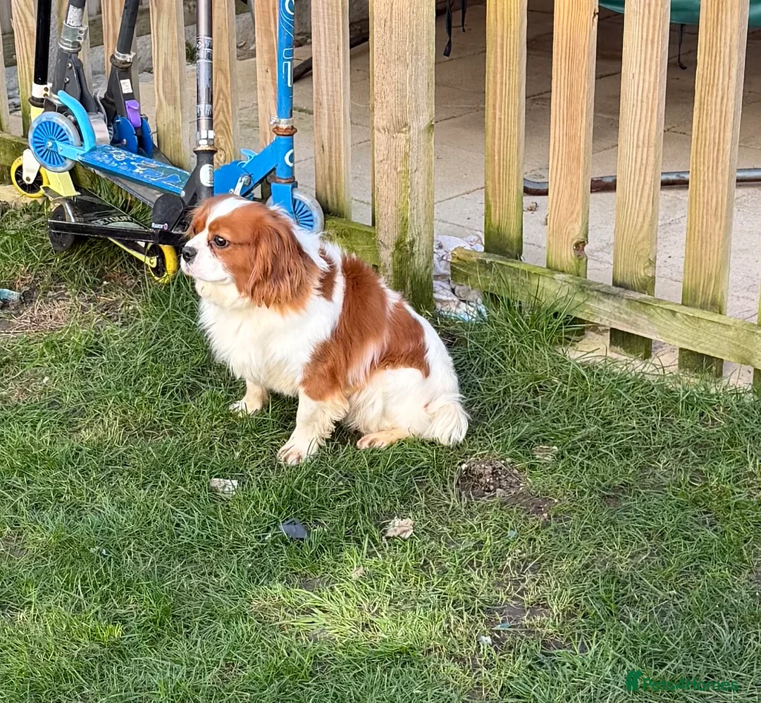Cavalier King Charles Spaniel dogs for stud: Stud my boy  in Dereham - Advert 1