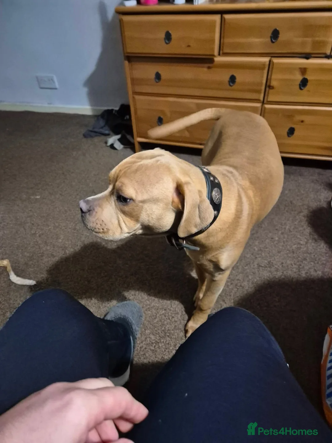 American Bulldog dogs for sale: Champagne Bully - Advert 2