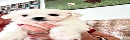 Maltese dogs for sale:  Beautiful maltese - Advert 29