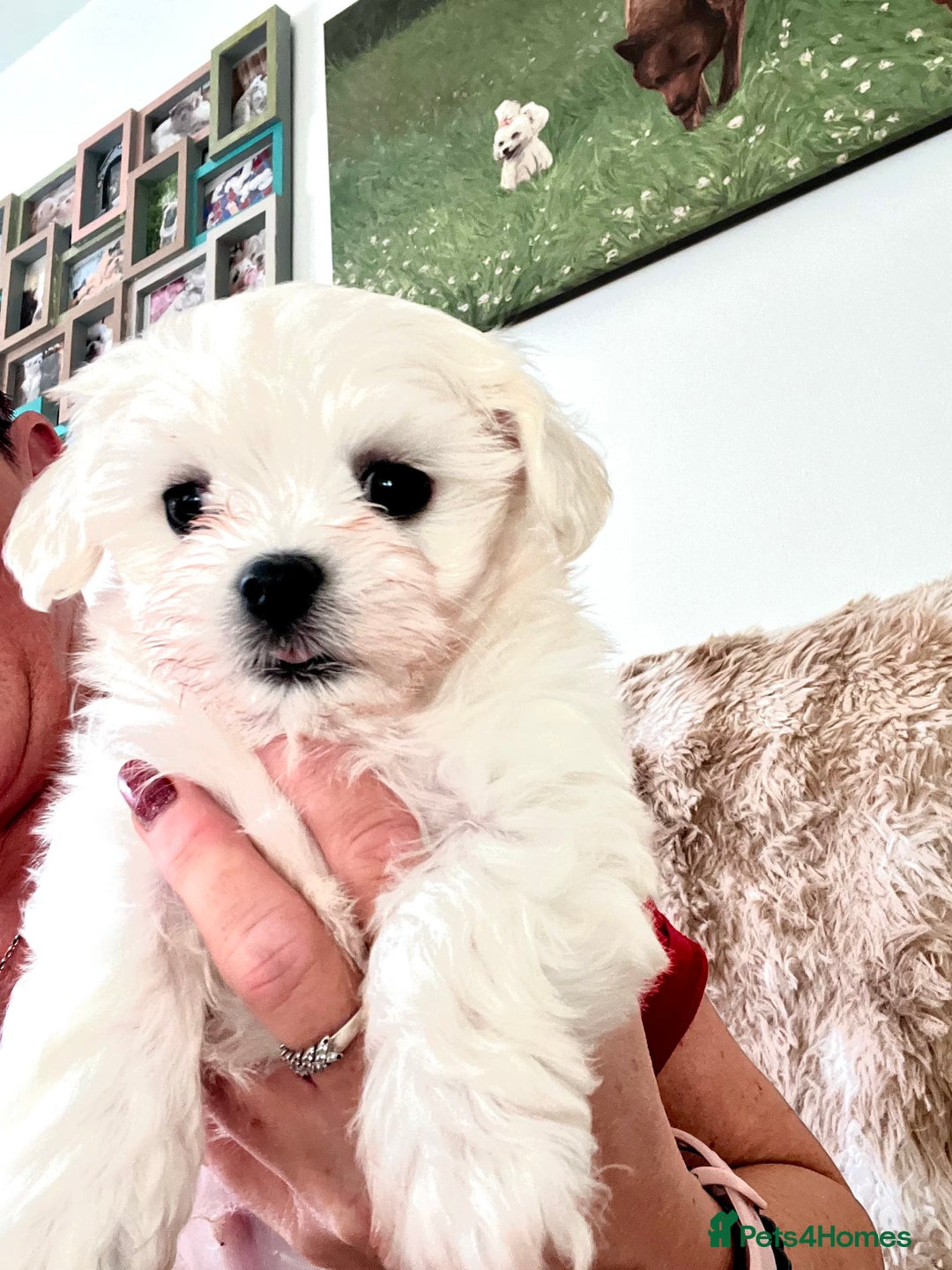 Maltese dogs for sale:  Beautiful maltese - Advert 29