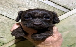 Cockapoo dogs for sale: Ready Now F1 Cockapoo Pups - Health Tested - Image 11