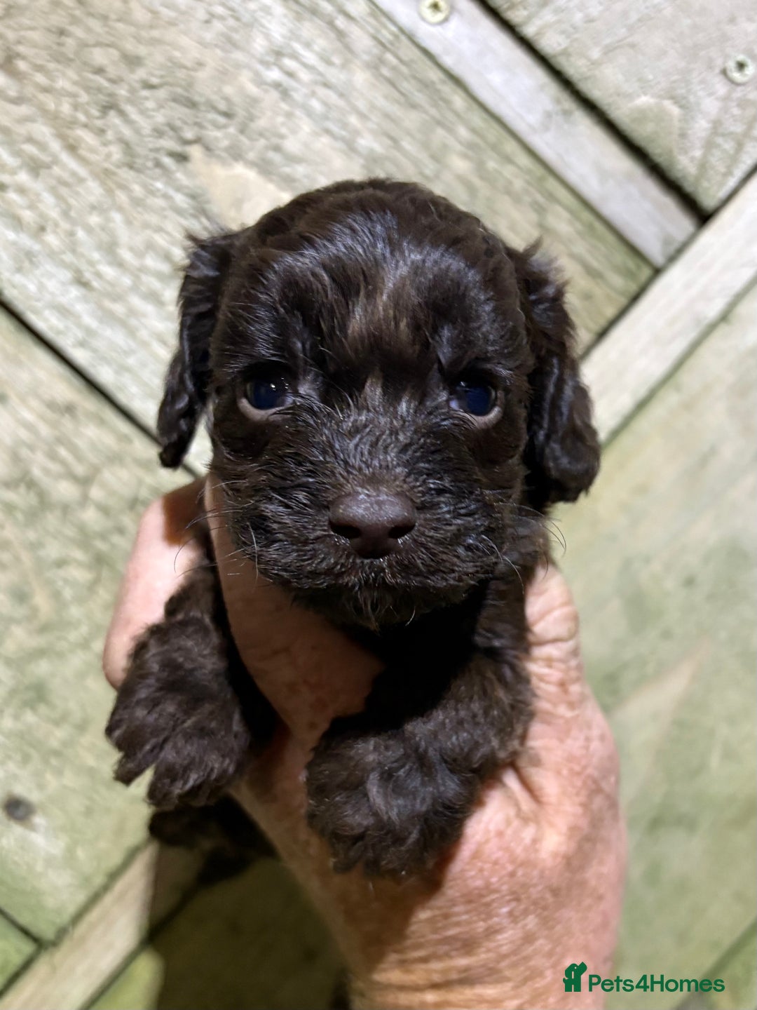 Cockapoo dogs for sale: Ready Now F1 Cockapoo Pups - Health Tested - Image 11