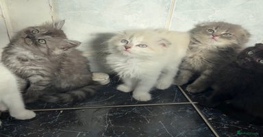 Scottish Fold cats - Advert 13