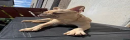 French Bulldog dogs for sale: 7month old french bulldog puppy in Aberdeen - Advert 14