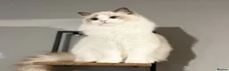 Ragdoll cats for sale: Beautiful cuddling ragdoll girl. - Advert 4