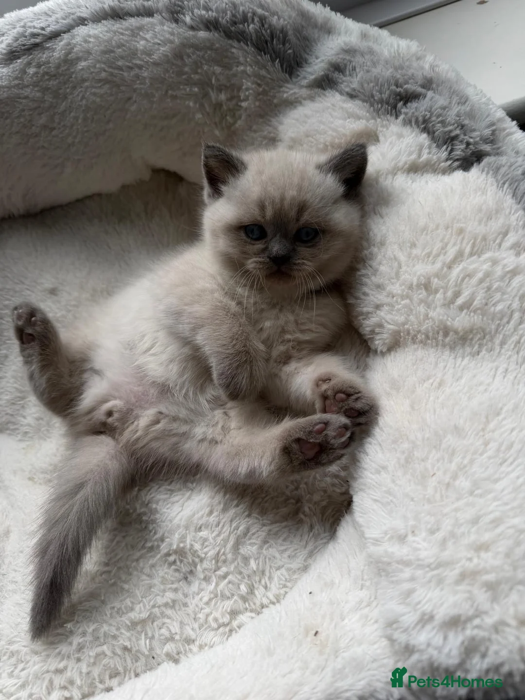 British Shorthair cats for sale: Stunning chunky British shorthair kittens - Advert 1