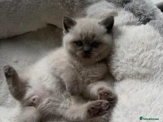 British Shorthair cats Stunning chunky British shorthair kittens - Advert 2