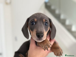 Miniature Dachshund dogs - Advert 1