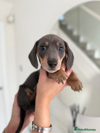 Miniature Dachshund dogs - Advert 11
