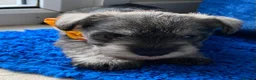 Miniature Schnauzer dogs for sale: Adorable KC Reg Mini Schnauzer Pups - Advert 6