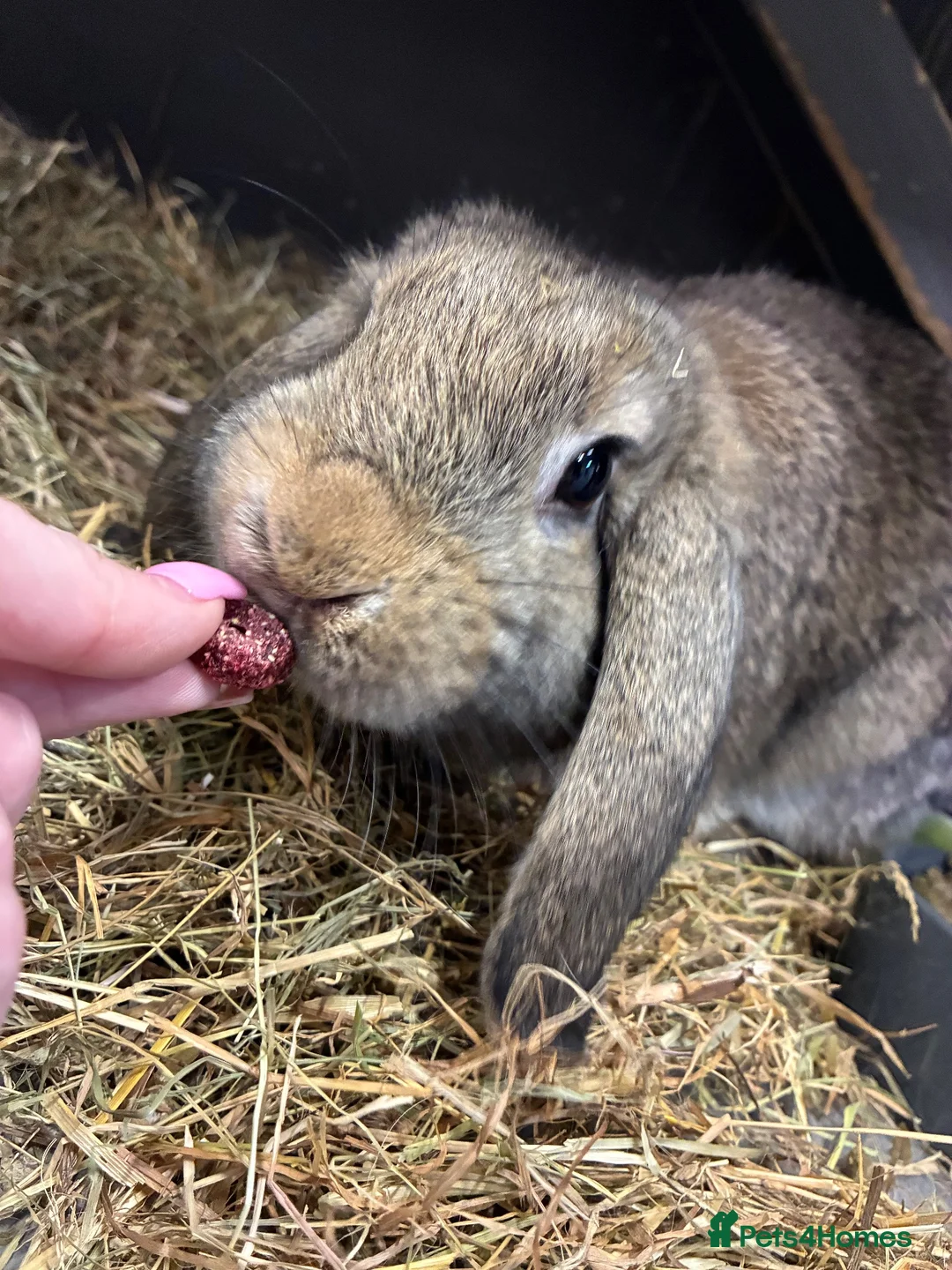 Mini Lop rabbits for sale: Mini Lop Bunny - Advert 2