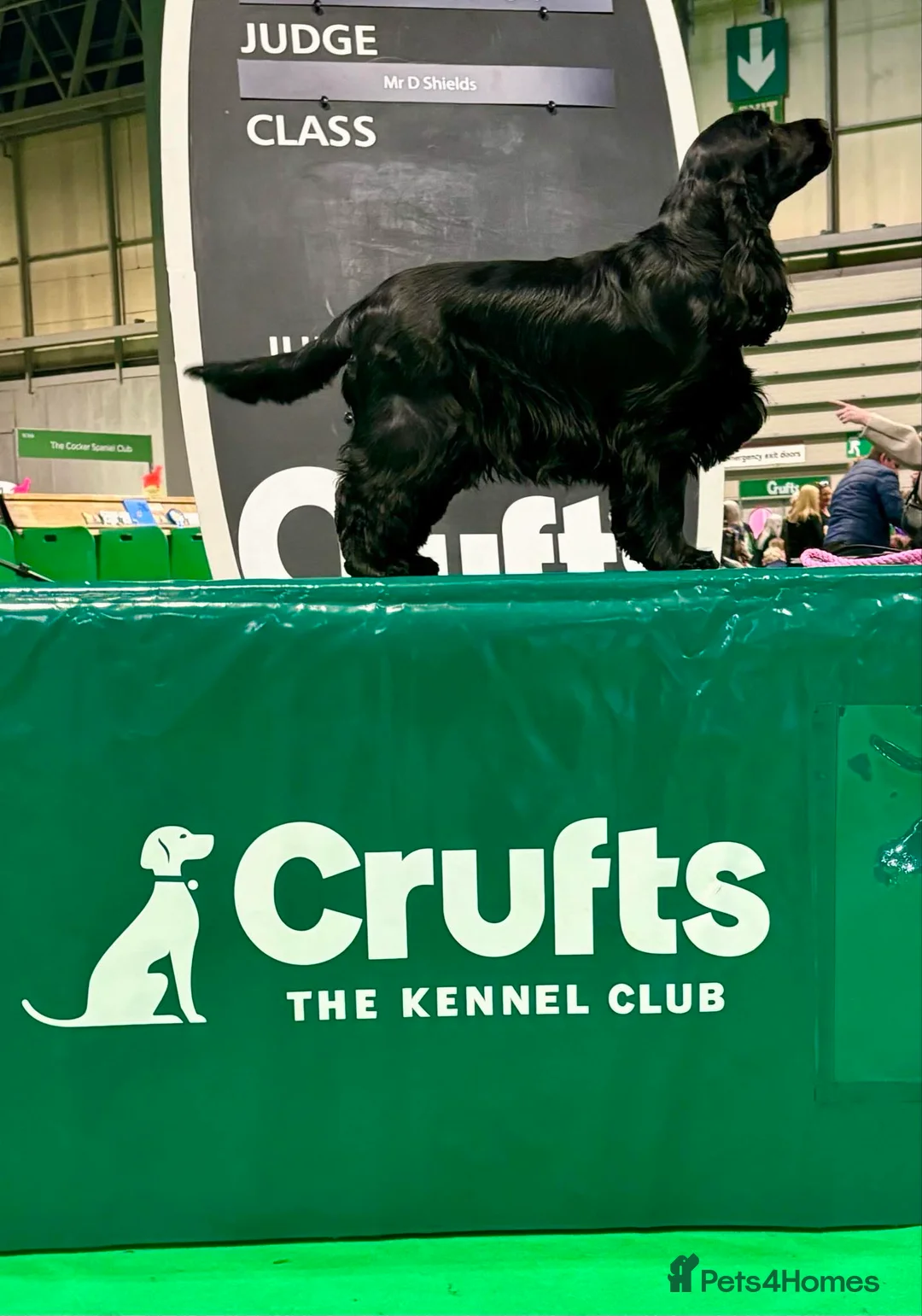 Cocker Spaniel dogs for sale: Lovely female black & Tan Show Type puppy - Advert 2