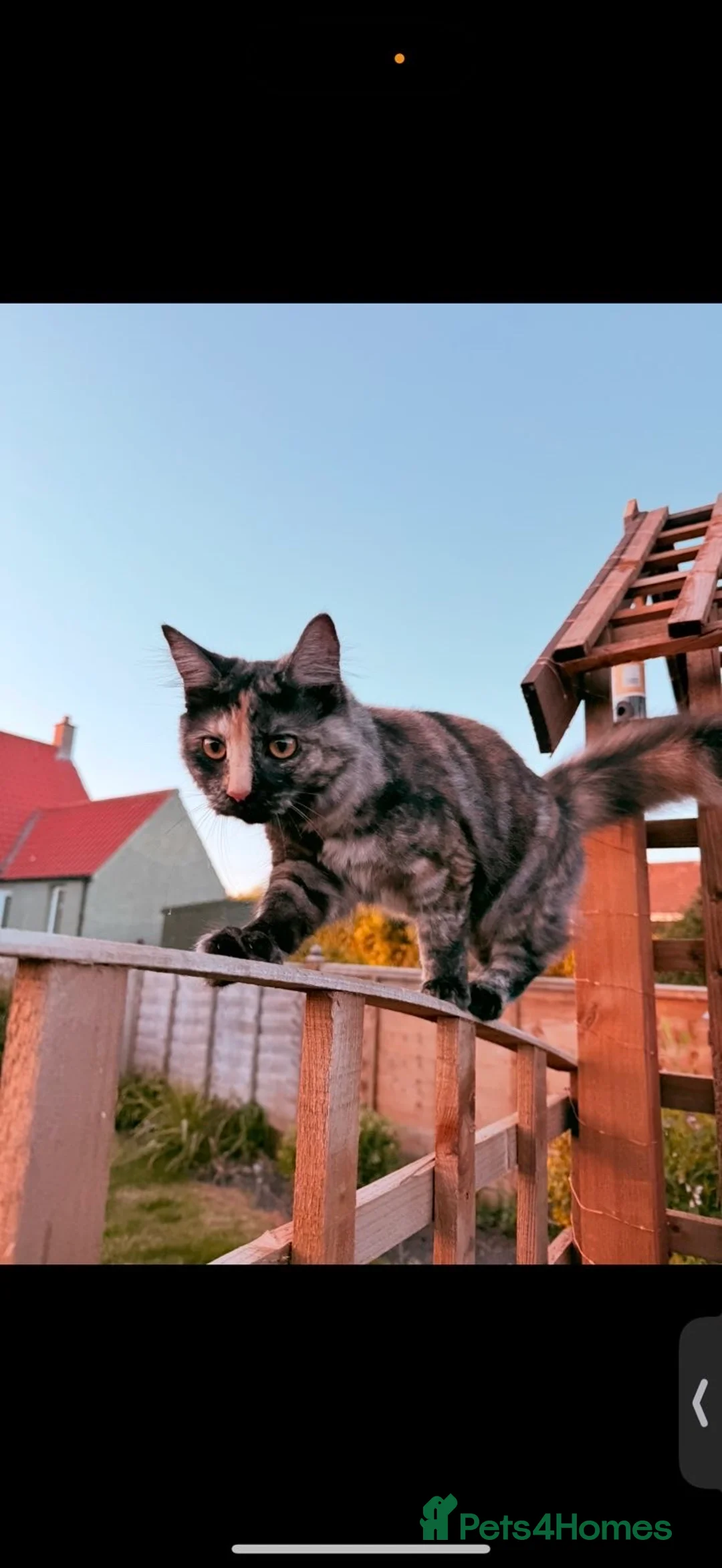 Maine Coon cats for sale: Misty Maine coon / tabby cat - Advert 2