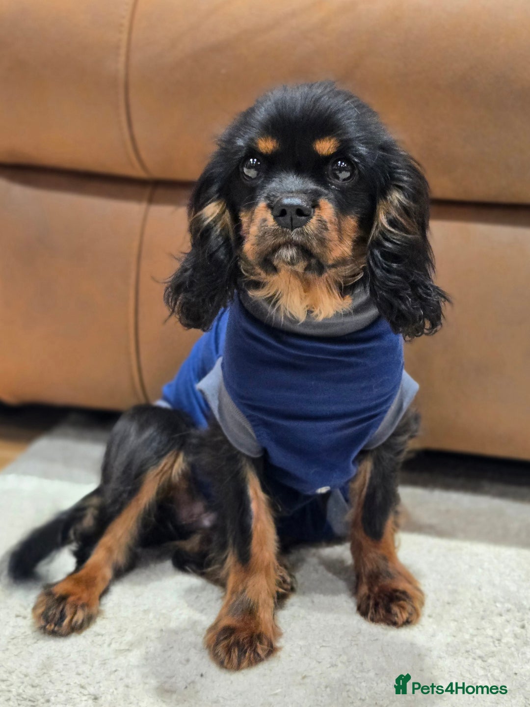 Cavalier King Charles Spaniel dogs for sale: KC Reg Black & Tan Cavalier Girl Puppy - Advert 9