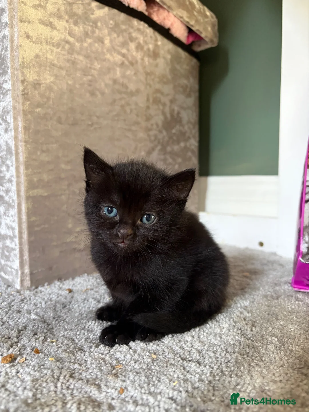 Mixed Breed cats for sale: 🖤 Gorgeous black Kittens   - Advert 2