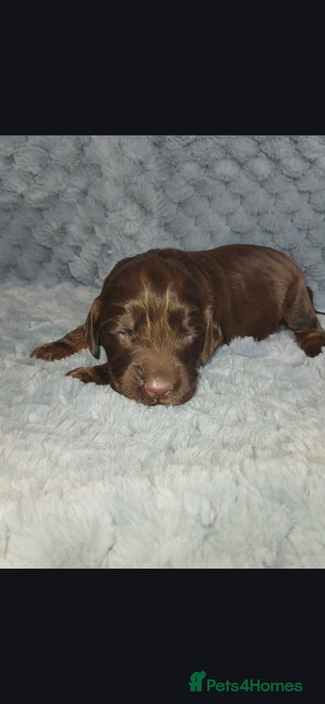 Cocker Spaniel dogs 7 beautiful cocker spaniel puppies for sale - Advert 2