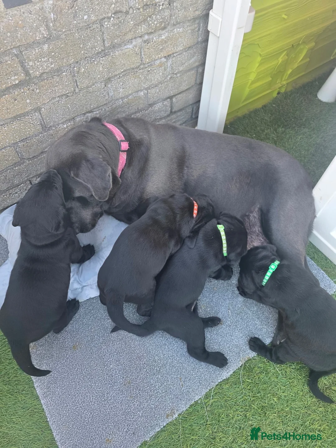 Labrador Retriever dogs for sale: Beautiful black Labrador puppies  - Advert 2