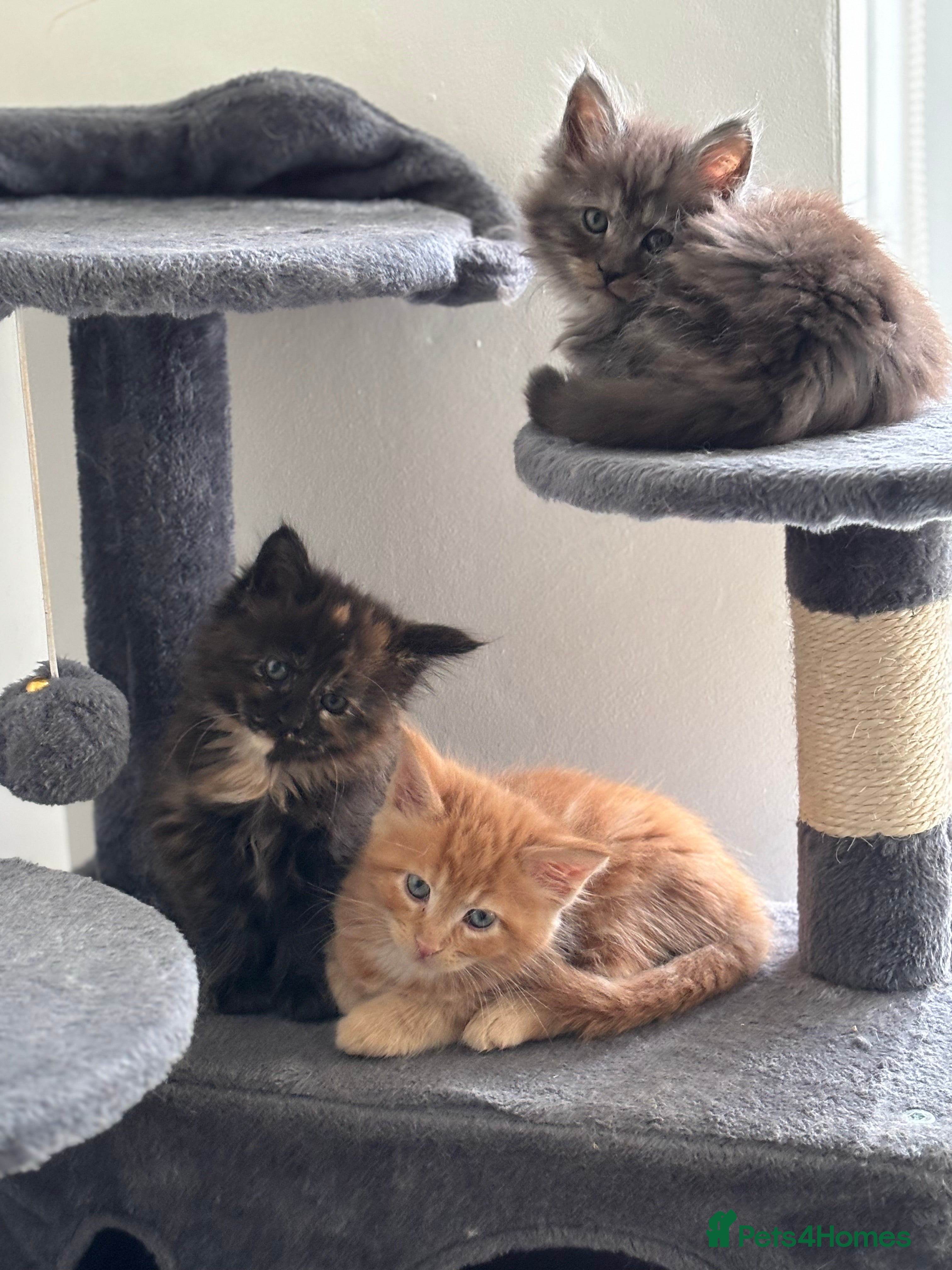 Maine Coon cats Maine Coon Kittens–Ready to Leave Christma Eve 🎄 - Advert 14