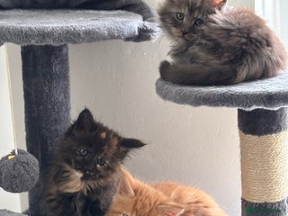 Maine Coon cats ⭐ Beautiful Maine Coon Kittens – Ready at 9 Weeks - Advert 5