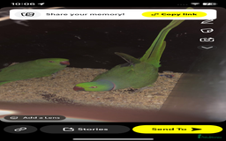 Lovebirds birds for sale: Breeding bonded pair of ringnecks - Advert 2