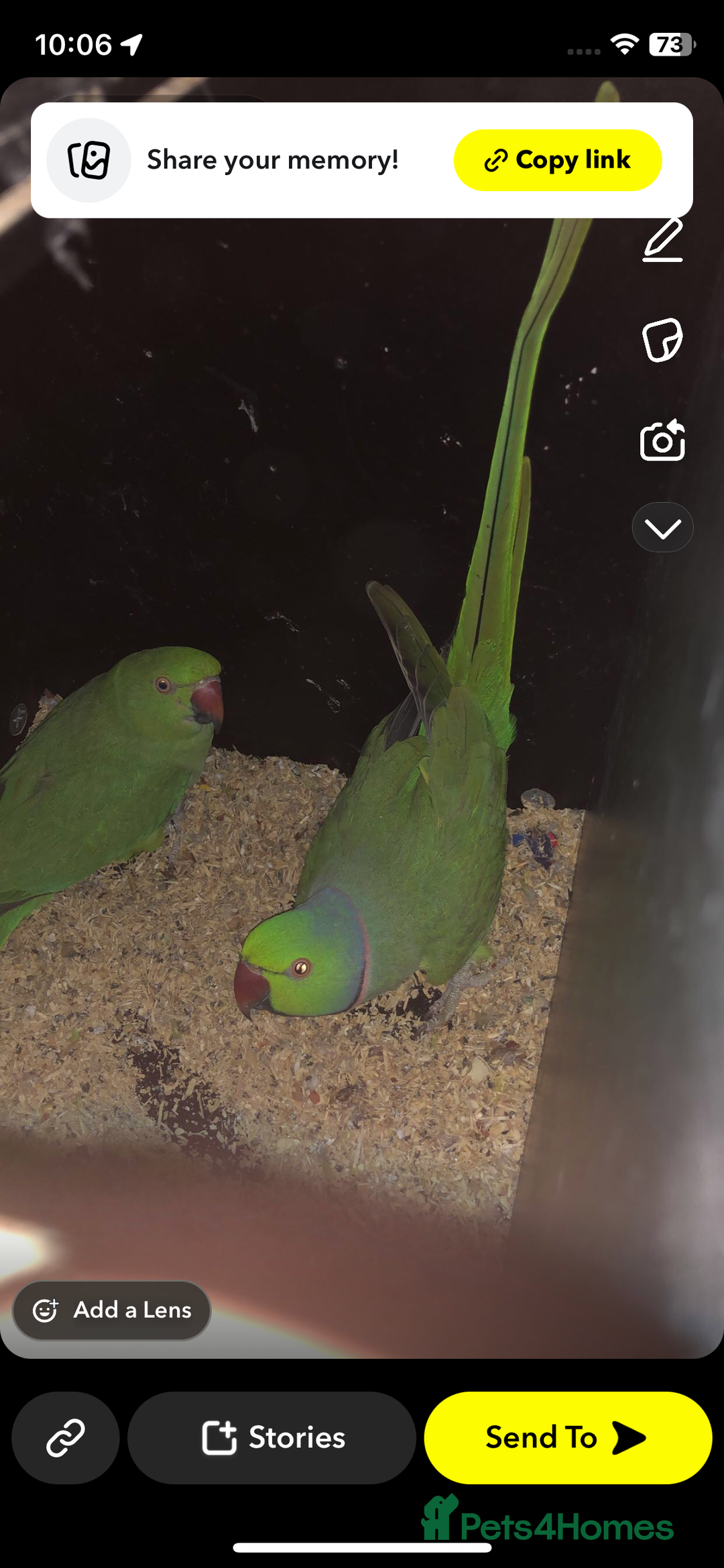 Lovebirds birds for sale: Breeding bonded pair of ringnecks - Advert 2