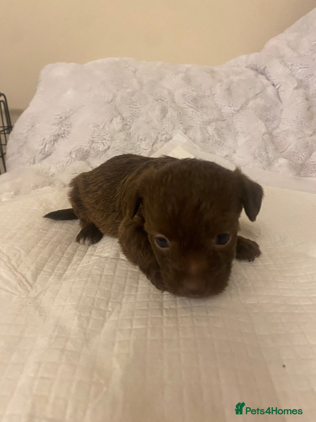 Jackapoo dogs for sale: Jackapoo puppies  - Advert 10