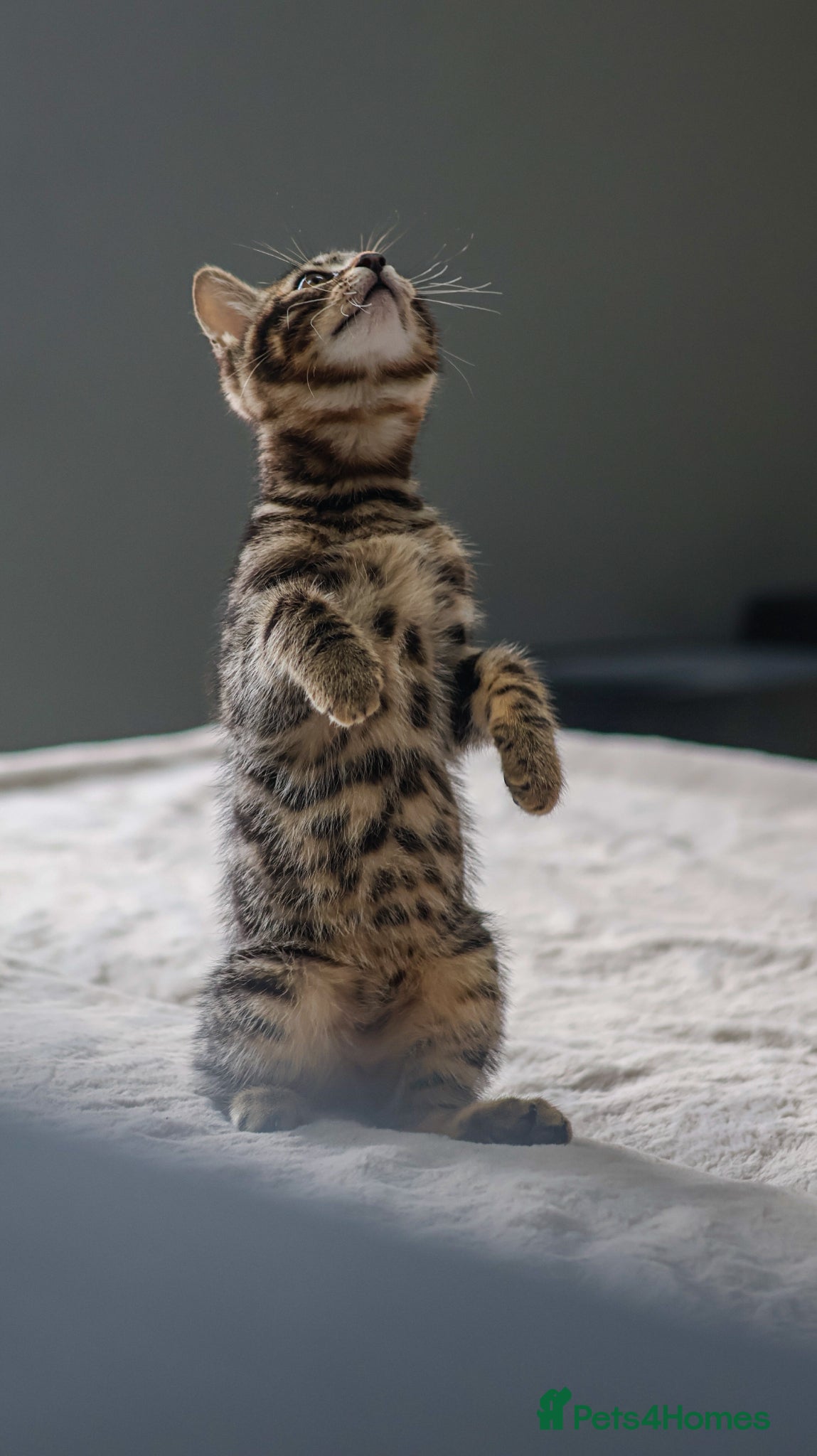 Mixed Breed cats Beautiful mixed Bengal kittens for sale - Advert 1