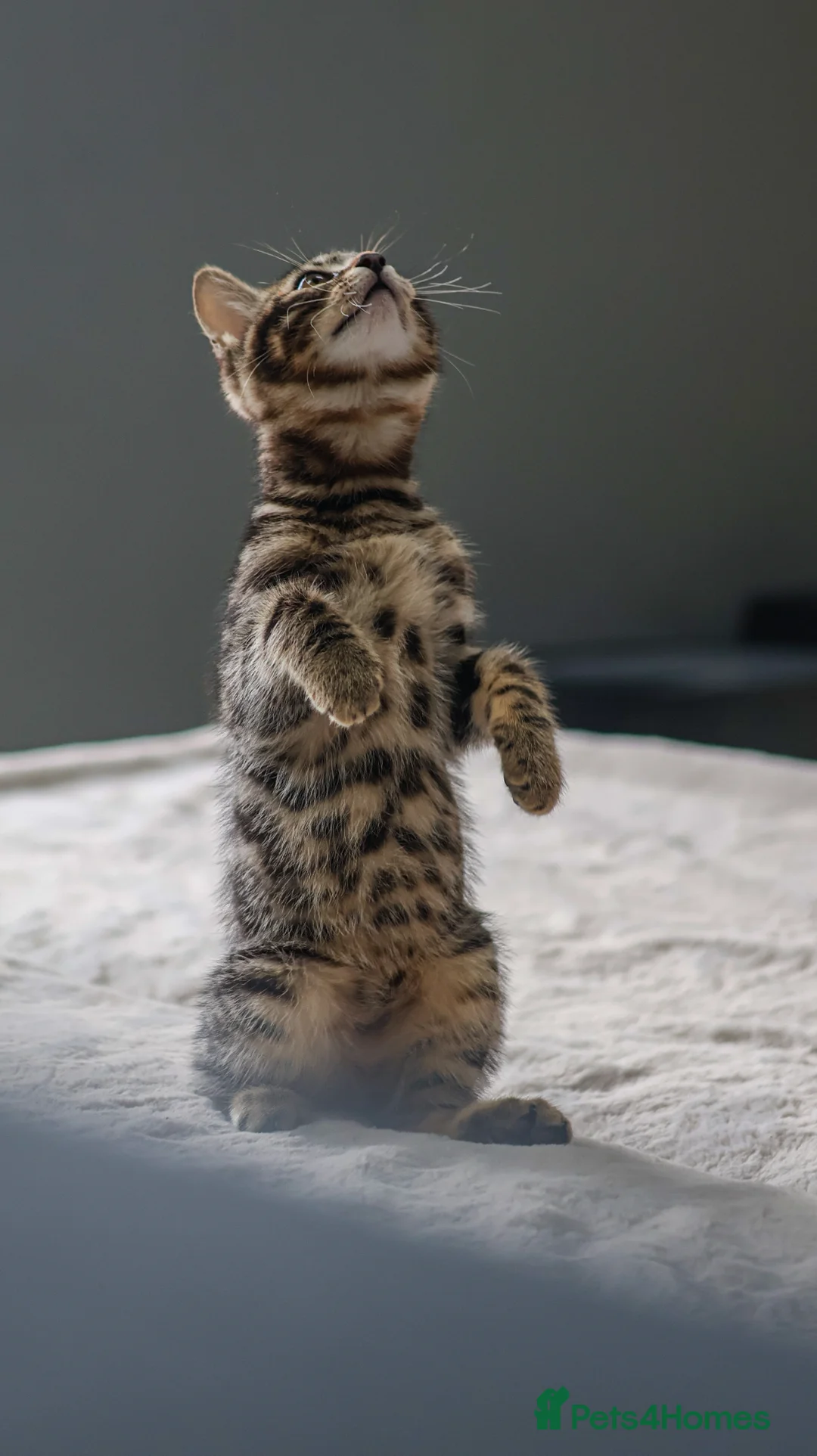 Mixed Breed cats for sale: Beautiful mixed Bengal kittens for sale - Advert 1