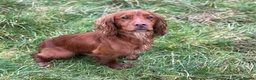Cocker Spaniel dogs for stud: 😍KC Reg Dark Red Dog at Stud😍 in Malmesbury - Advert 6
